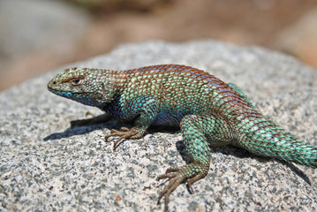 Male Granite Spiny Lizard (Sceloporus orcutti)