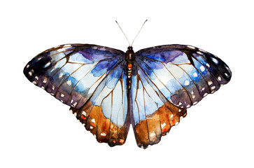 beautiful blue butterfly,watercolor,isolated on a white
