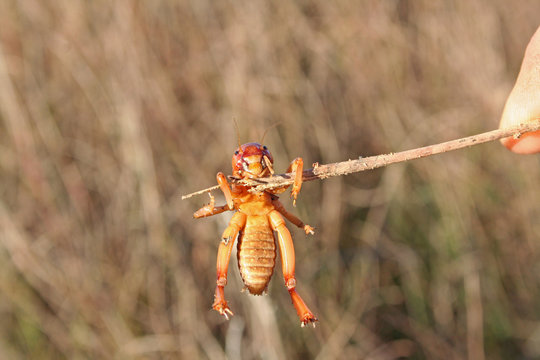 Jerusalem Cricket (Stenopelmatus)