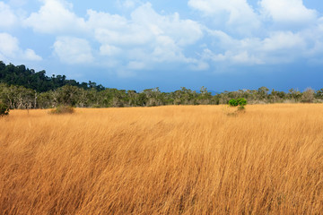 Obraz premium tree in the field