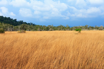 Obraz premium tree in the field