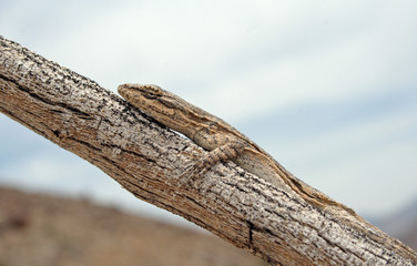 Western Long-tailed Brush Lizard