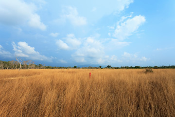 Obraz premium tree in the field