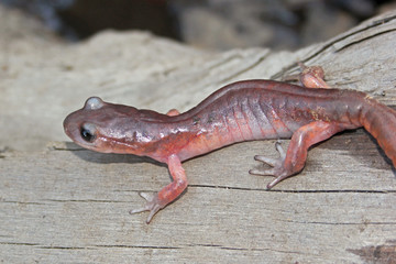 Monterey Ensatina Salamander ( Ensatina eschscholtzii eschscholtzii)