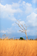 tree in the field