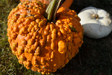 Pimply orange pumpkin covered in bumps and white squash in outdoor market Prince Edward County at...