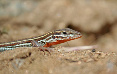 Orange-throated Whiptail Lizard (Aspidoscelis hyperythra)