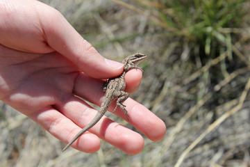 Colorado River Tree Lizard (Urosaurus ornatus symmetricus)
