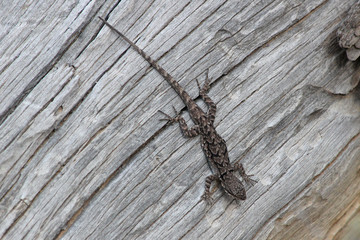 Ornate Tree Lizard a.k.a. Common Tree Lizard