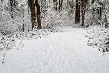 Snow covered path in a wooded winter landscape, footprints in the snow