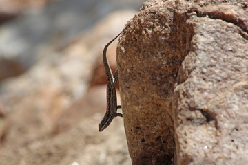 Ornate Tree Lizard (Urosaurus ornatus)