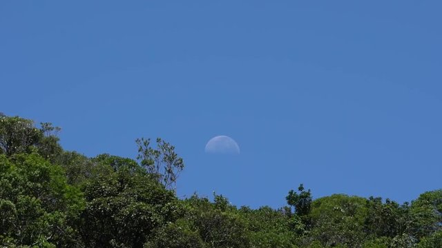 timelapse da Lua em meio a &aacute;rvore
