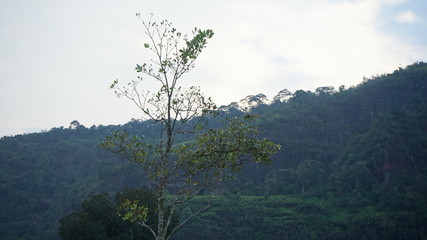 Tree Scenery