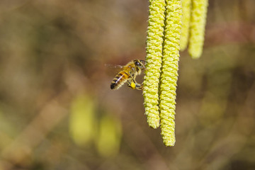 Biene am Haselstrauch