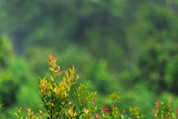 tropical jungle in thailand