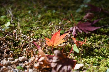 秋　紅葉　高雄山 
