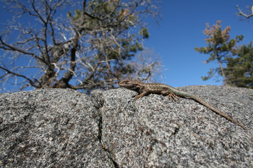 Sagebrush Lizard (Sceloporus graciosus)
