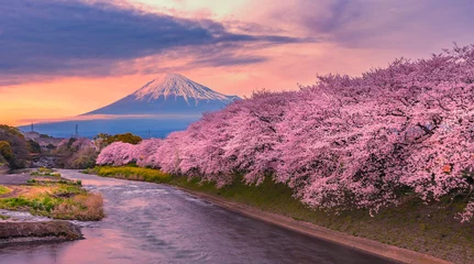 Papier Peint photo Mont Fuji Fuji de montagne pendant la saison des fleurs de cerisier au coucher du soleil.