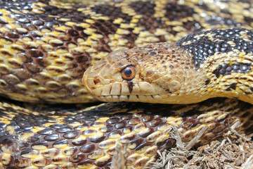 San Diego Gophersnake