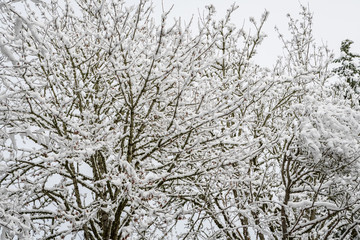 Snow covered winter landscape of trees and bushes as a monochromatic winter background