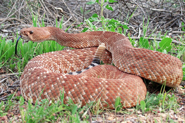 Red Diamond Rattlesnake (Crotalus ruber)