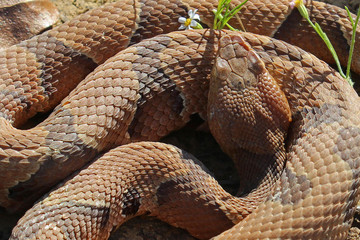 Copperhead Snake (Agkistrodon contortrix)