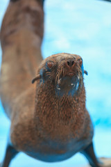 sea lion on water park
