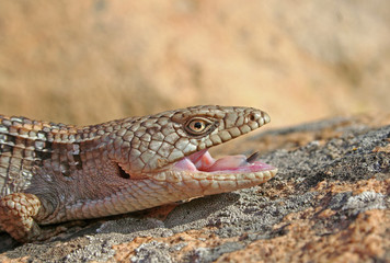 Southern Alligator Lizard Closeup (Elgaria multicarinata)