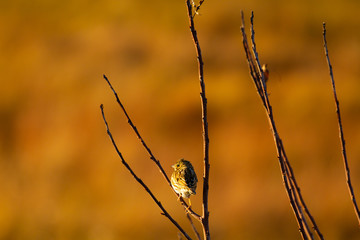 Bird House 