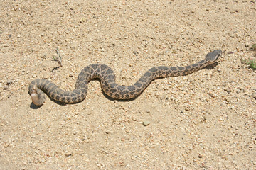 Fototapeta na wymiar Southern Pacific Rattlesnake (Crotalus oreganus helleri)
