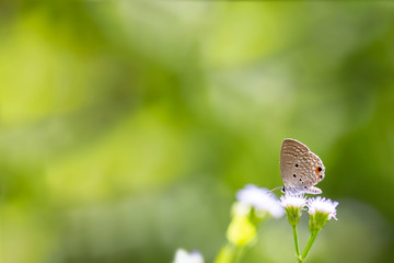 Closeup butterfly on flower