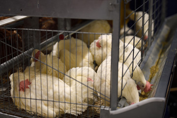 Sleeping white chickens in a cage with two feeding grain from trough at the Royal Agricultural Winter Fair Exhibition Place Toronto