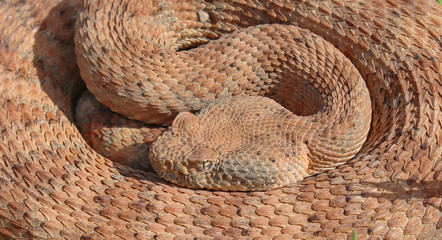 (Crotalus mitchellii) Speckled Rattlesnake Closeup