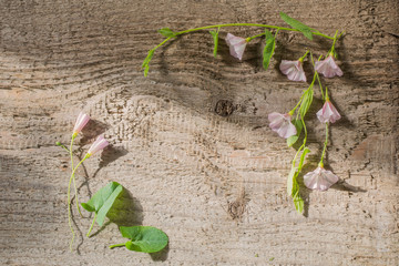 convolvulus on wooden background