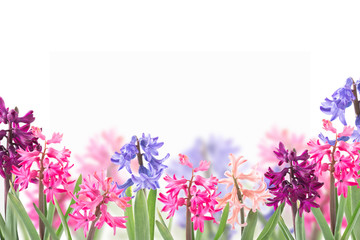 colorful hyacinths isolated  on  white background