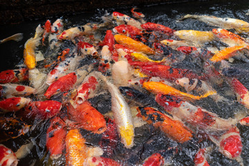 A lot of fish live in ponds. Carp are colorful.