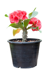 Red Euphorbia milli or Crown of Thorns flower in black plastic pot isolated on white background with clipping path.