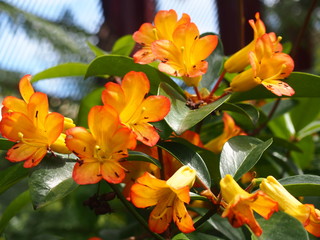 orange Rhododendron flowers