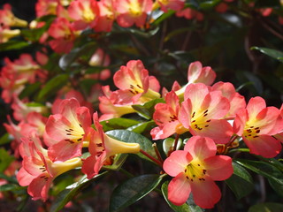Pink Rhododendron flowers