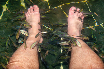Pool with fish, which make peeling of the men's legs. Feet peeling with Garra rufa fish.