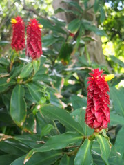 red Costus barbatus Suess