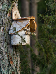 Bird House from birch