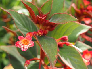 red tropical flowers and leaves (red edge)