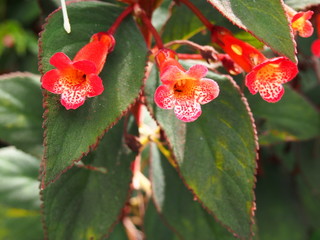 red tropical flowers and leaves (red edge)	