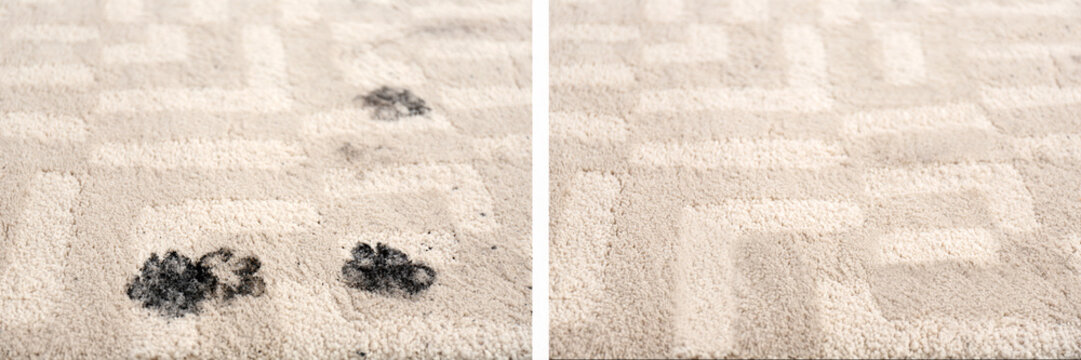 Trail of muddy paw prints on beige carpet