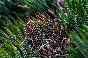 Haworthia willowmorensis