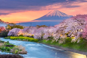 Peel and stick wall murals Fuji Mountain fuji in cherry blossom season during sunset.