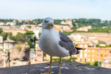 Italy, Rome, Roman Forum, a bird sitting on top of a wooden fence