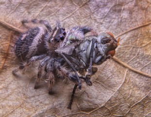 Spider sucking prey