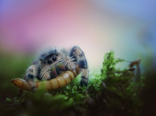 Spider sucking prey